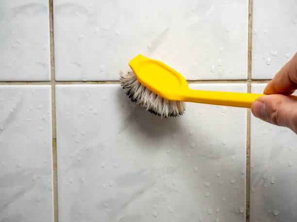 Professional Mold Removal in Deer Park, WA