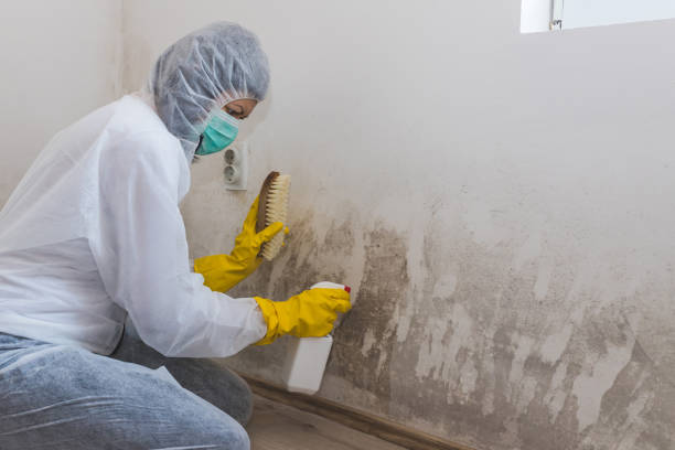 Best Professional Mold Removal  in Deer Park, WA