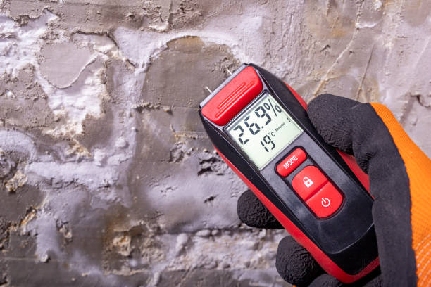 Mold Removal Process in Deer Park, WA