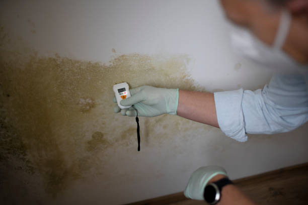 Mold Testing and Removal in Deer Park, WA