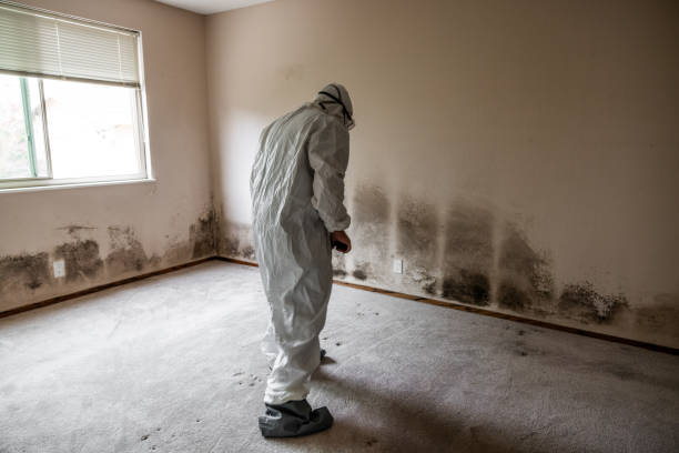 Best Certified Mold Removal  in Deer Park, WA