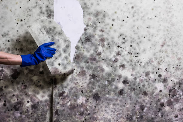 Best Residential Mold Removal  in Deer Park, WA